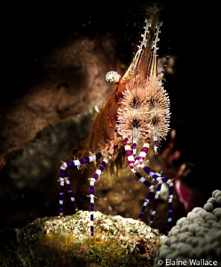 Marble shrimp at night by Elaine Wallace 